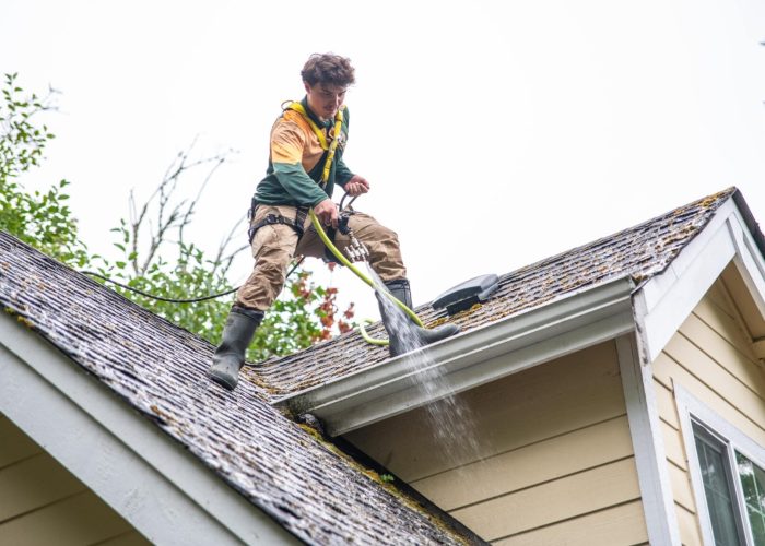 Roof cleaner standing on top of a house using a hose to wash shingles.